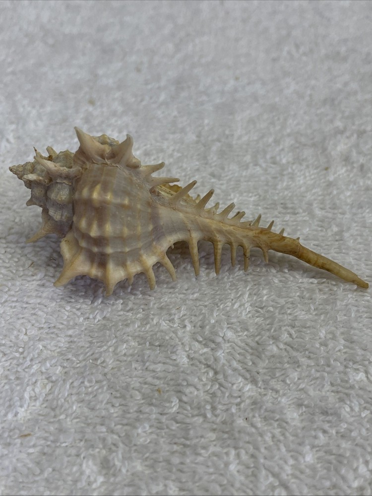 Unique Sea Shell with Spines 3" Long for crafts / display