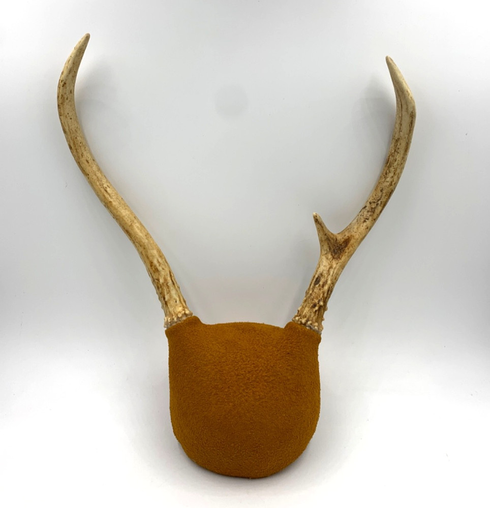 Mounted White-Tail Deer Antlers