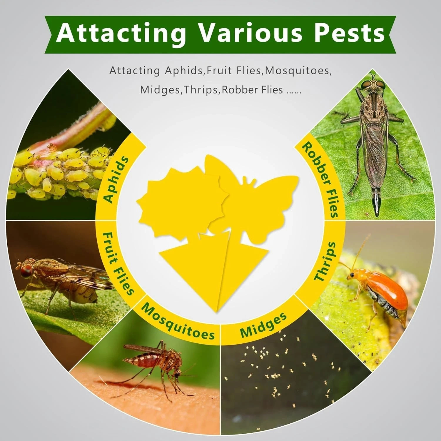 48PCS Sticky Fruit Fly Traps, Fungus Gnat Killer Trap use Indoor Outdoor