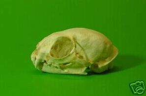 MARGAY SKULL  REPLICA