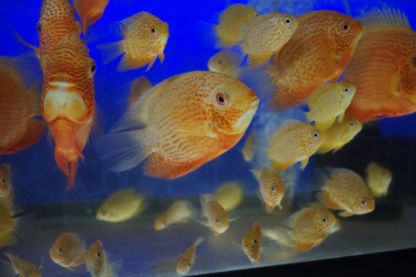 Red Spotted Severum *SALE*