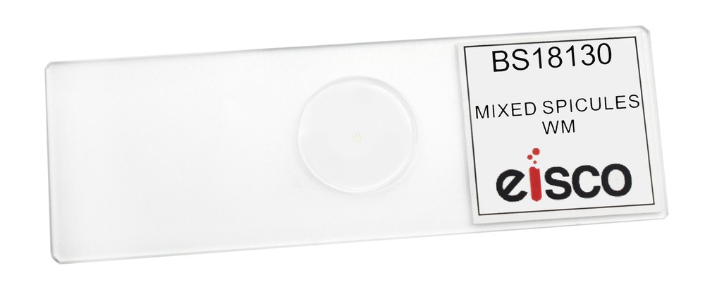 Mixed Spicules - Prepared Microscope Slide - 75x25mm - Eisco Labs