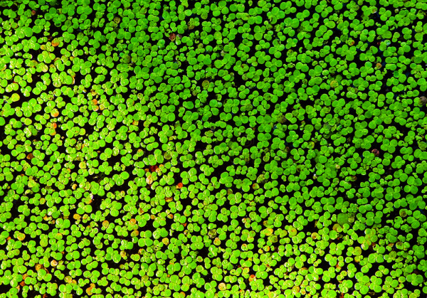 Duckweed Live 1/4 cup (lemna minor)