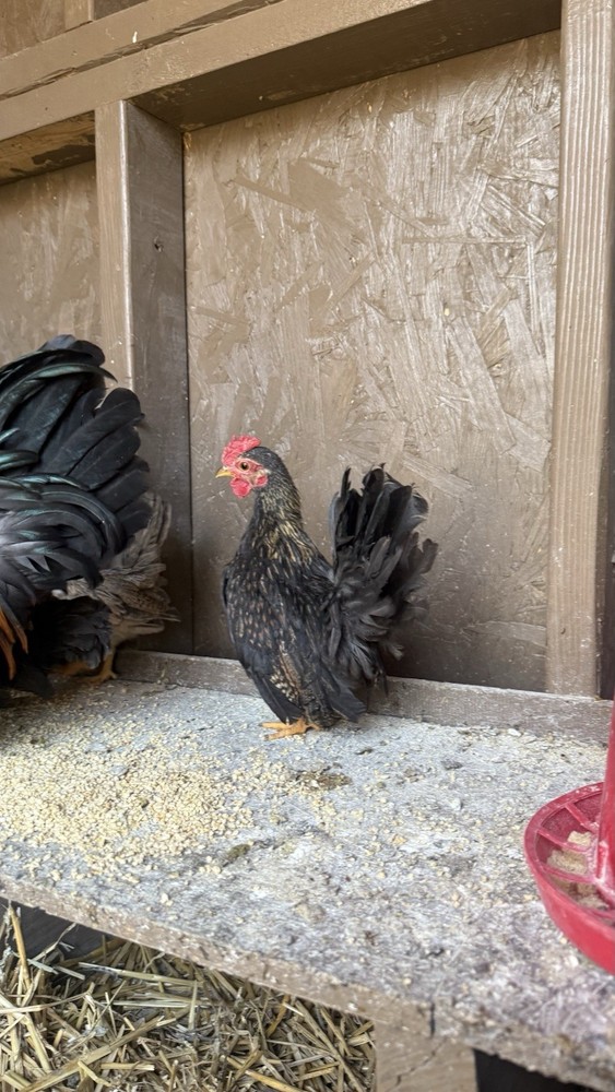 18++Small/Micro A&B SERAMA Hatching Eggs