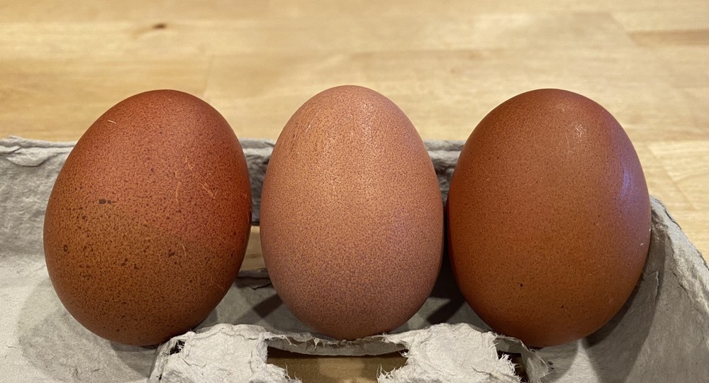 12 Welsummer X Green queen hatching eggs