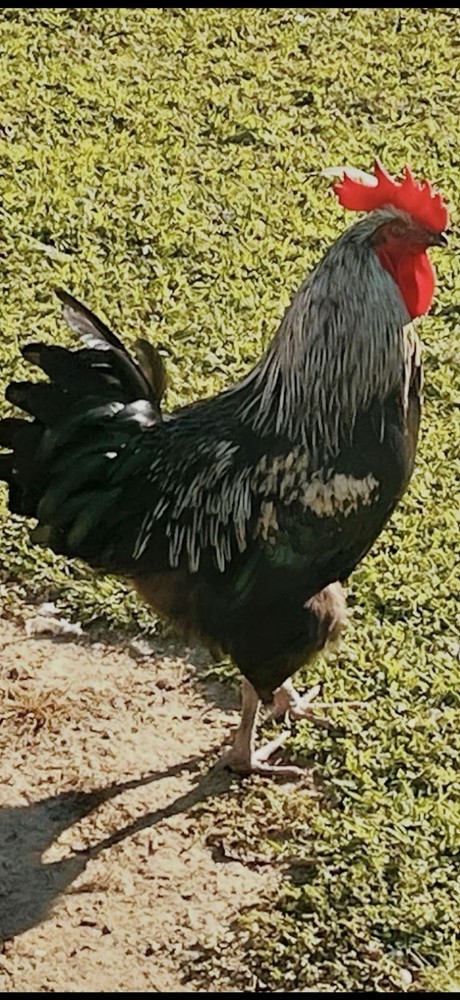 12+ Barnyard Mix Hatching Eggs - Silkie Polish Cochin Easter Egger - FRESH!
