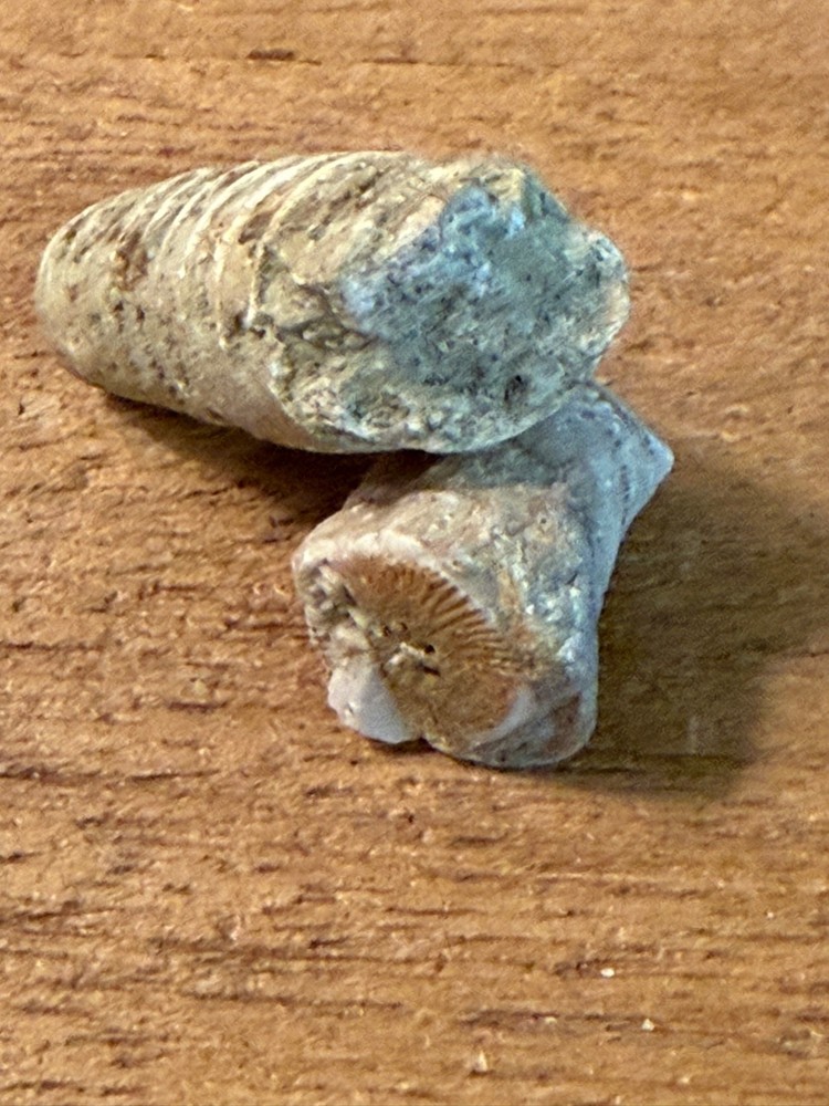 TWO Echinoderm Crinoid Pennsylvanian Interesting Specimens