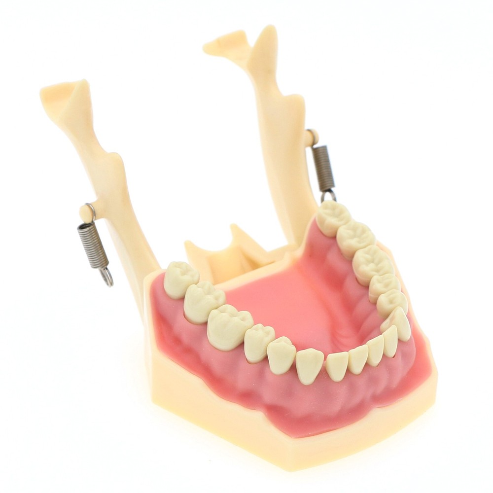 Dental Restorative Typodont Model 32Pcs Removable Teeth Frasaco AG3 Type M8014-2
