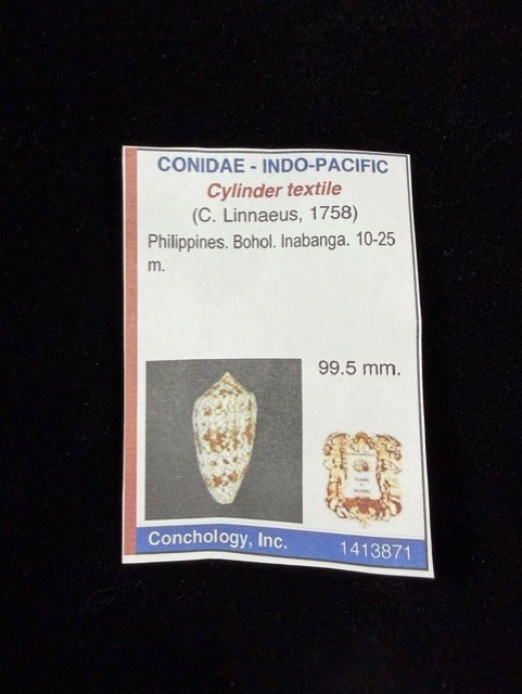 Conus Textile 99.5 mm Very Large cone shell Collector specimen W/Data