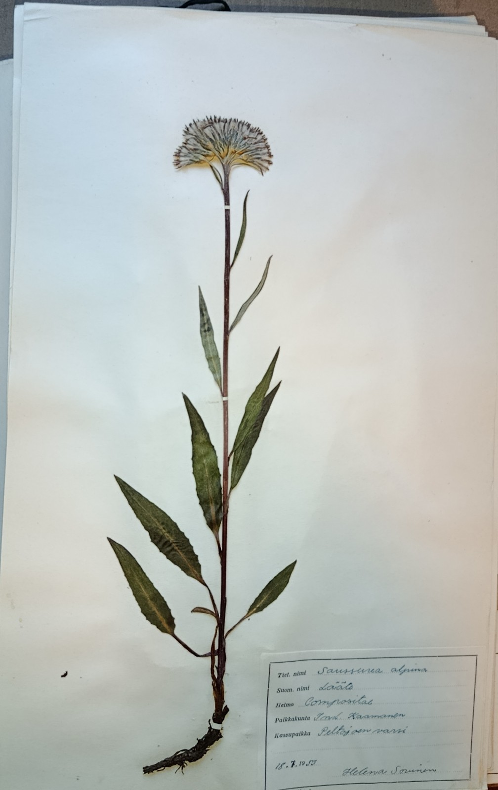 Antique Finnish Swedish Herbarium Botanical Pressed Plant specimens scrapbook