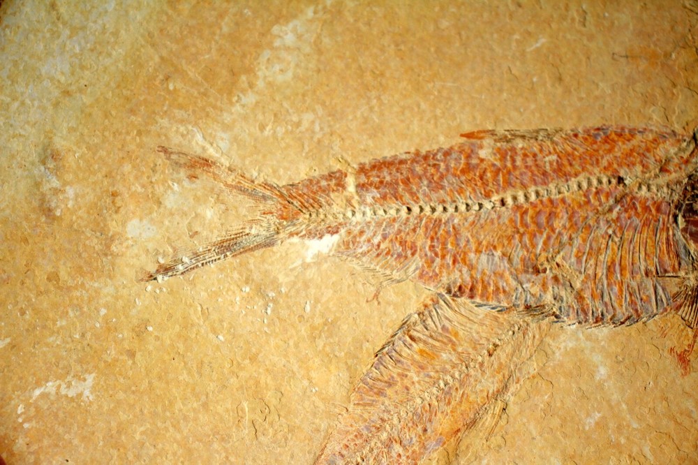 3 Fossil Fish • Complete Knightia eocena • 4.75"