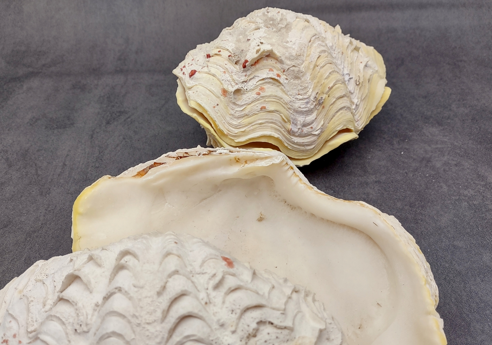 Large Derasa Clam Seashell White Tridacna Derasa (1 shell approx. 7+ inches)