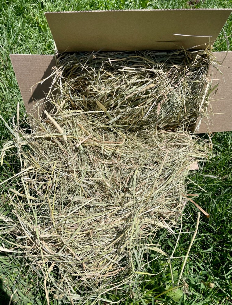 Grass hay 