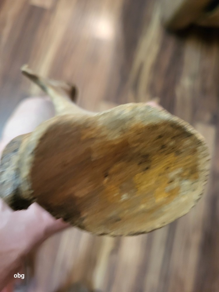 Historic Bison SHOULDER BLADE scapula
