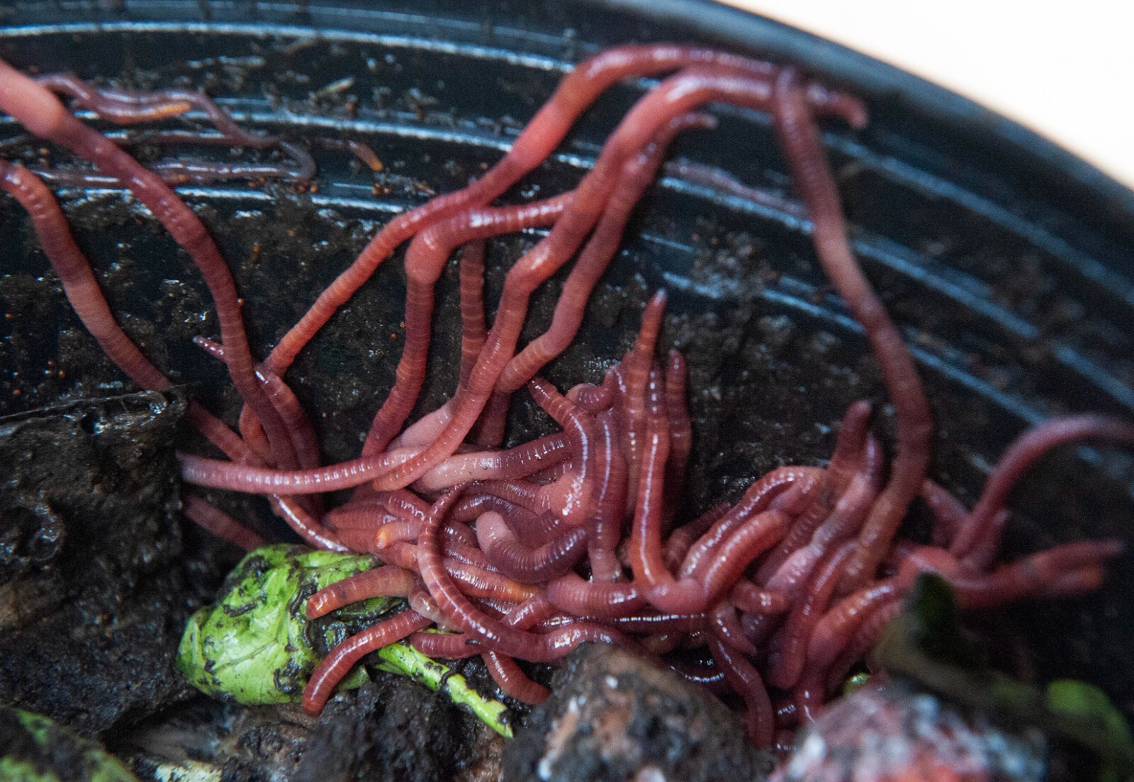 50 large Red Wiggler worms, Eisenia fetida