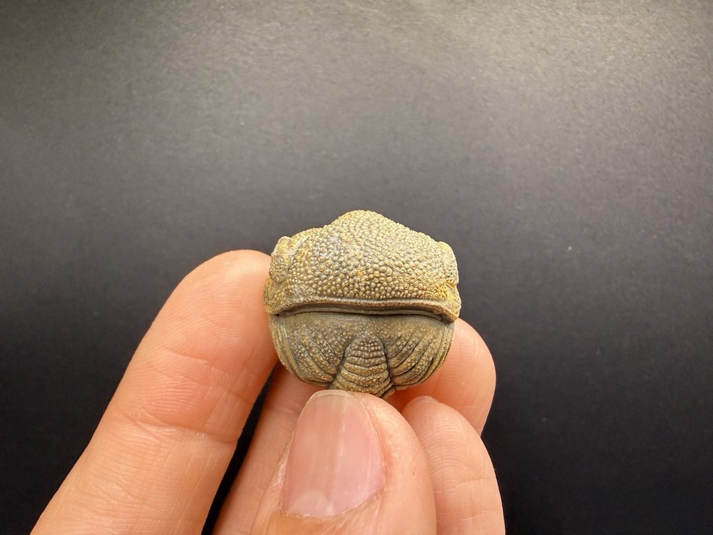Enrolled Moroccops Trilobite