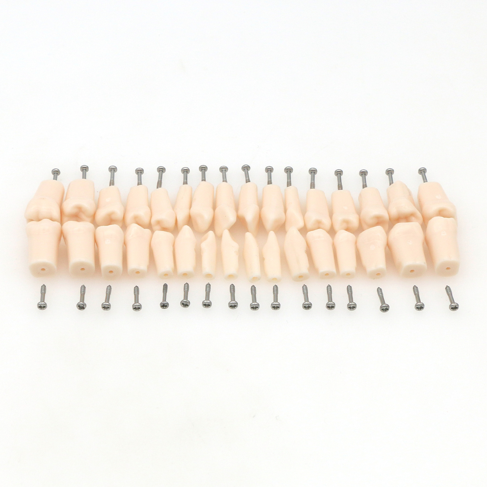 Dental Oral Cavity Model Removable Screw-in Teeth fit Kilgore NISSIN 200 32pcs