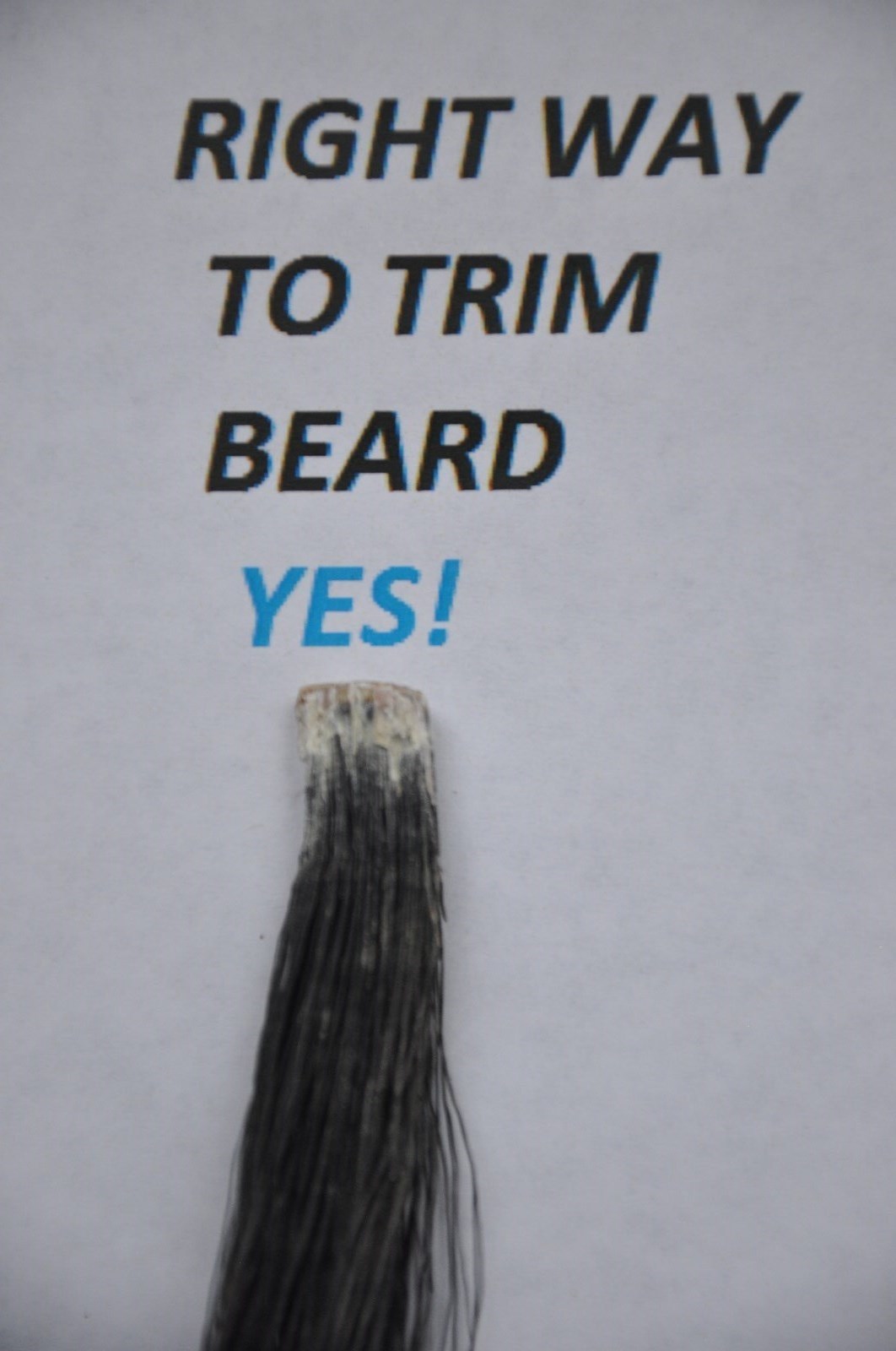 OAK TURKEY TAIL FAN PANEL TROPHY PLAQUE TAXIDERMY DISPLAY