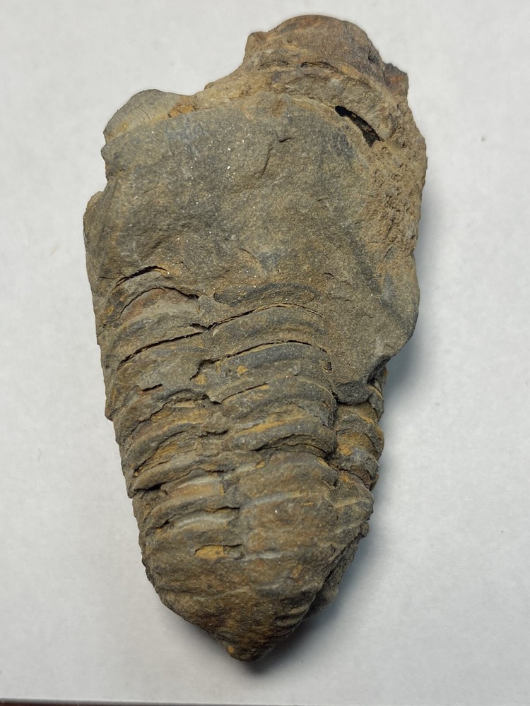 trilobite fossil