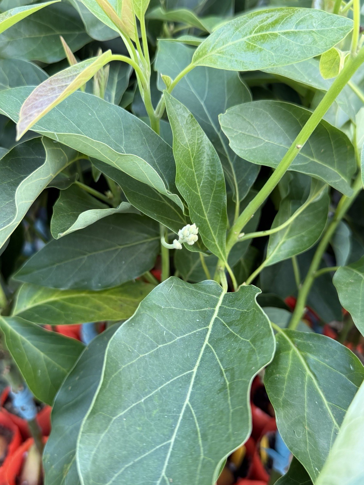 GRAFTED Jan Boyce Avocado Tree