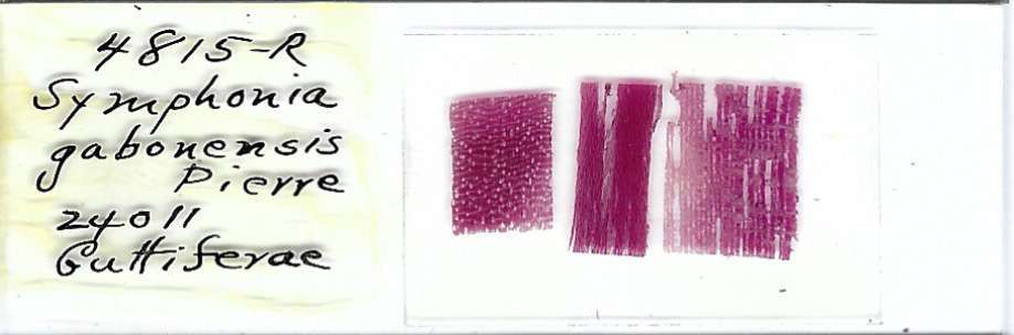 Symphonia gabonensis Microscope Slide
