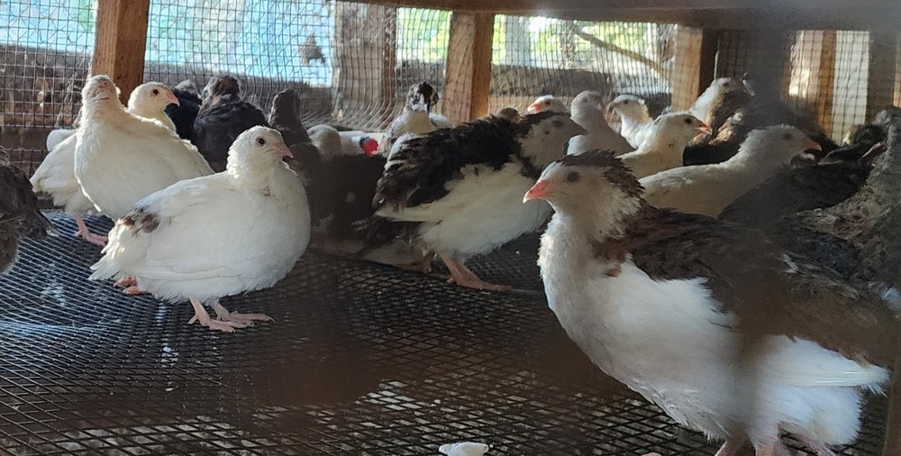 25+ Celadon Coturnix Quail Hatching Eggs
