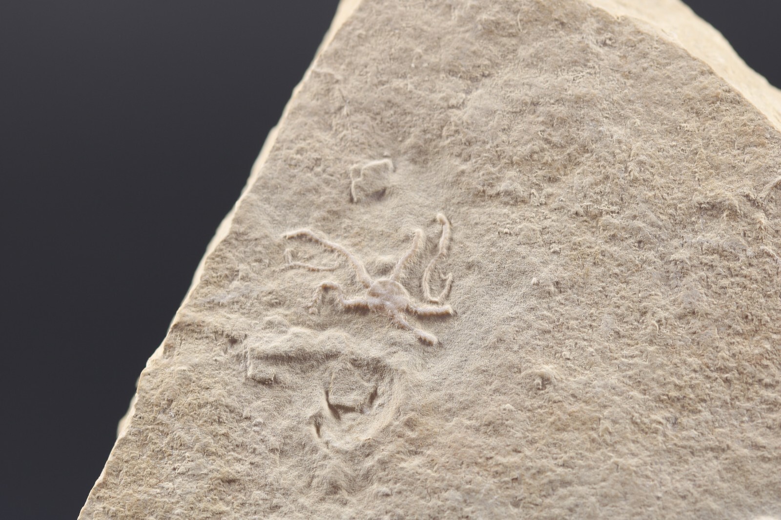 2 Jurassic Brittle Star Fossils Solnhofen Germany COA 5616