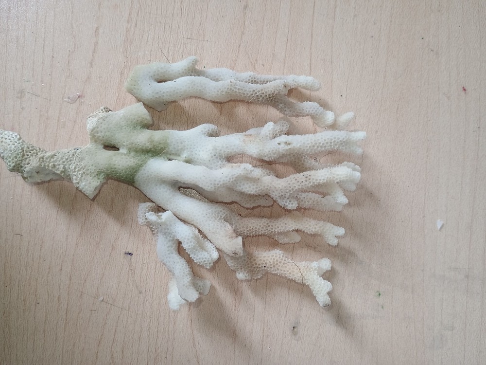 white hard coral
