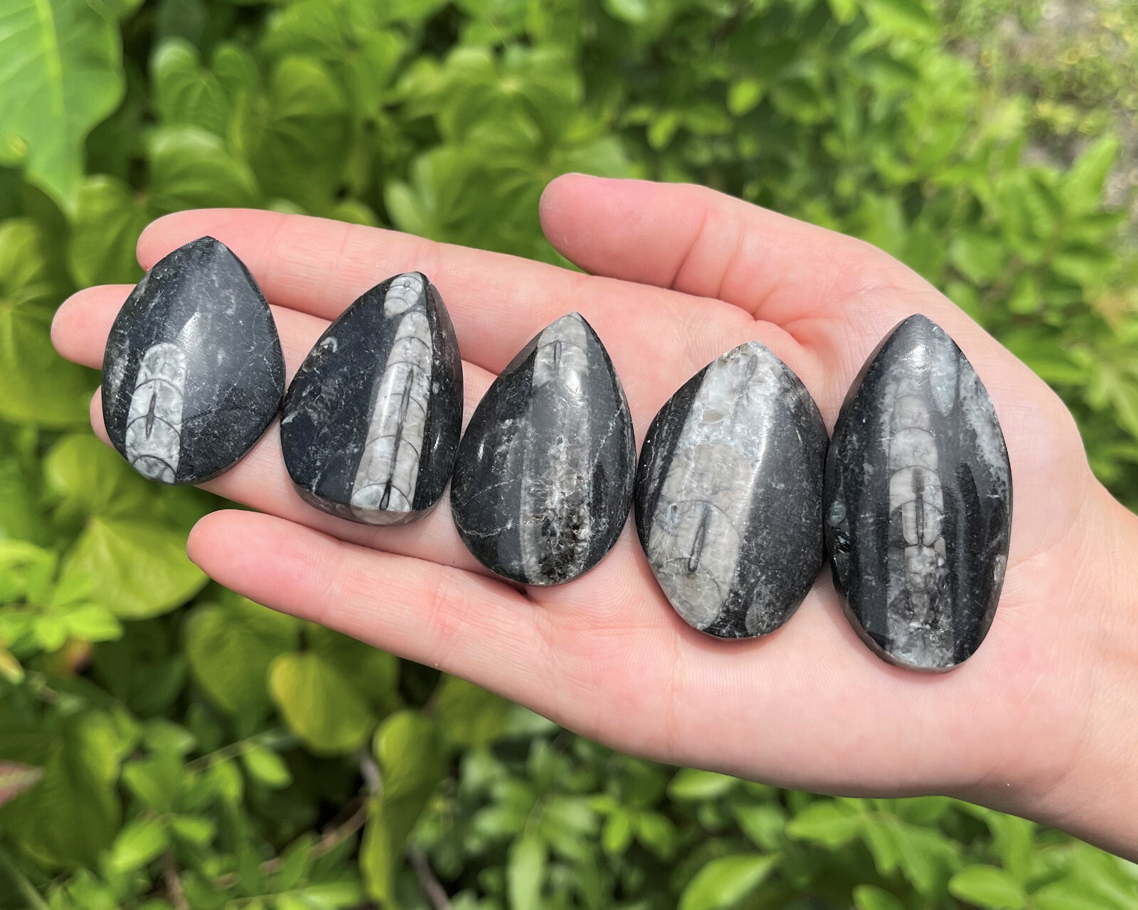 1 x Orthoceras Fossil, Fossilized Ancient Cephalopod (465+ Million Years Old)