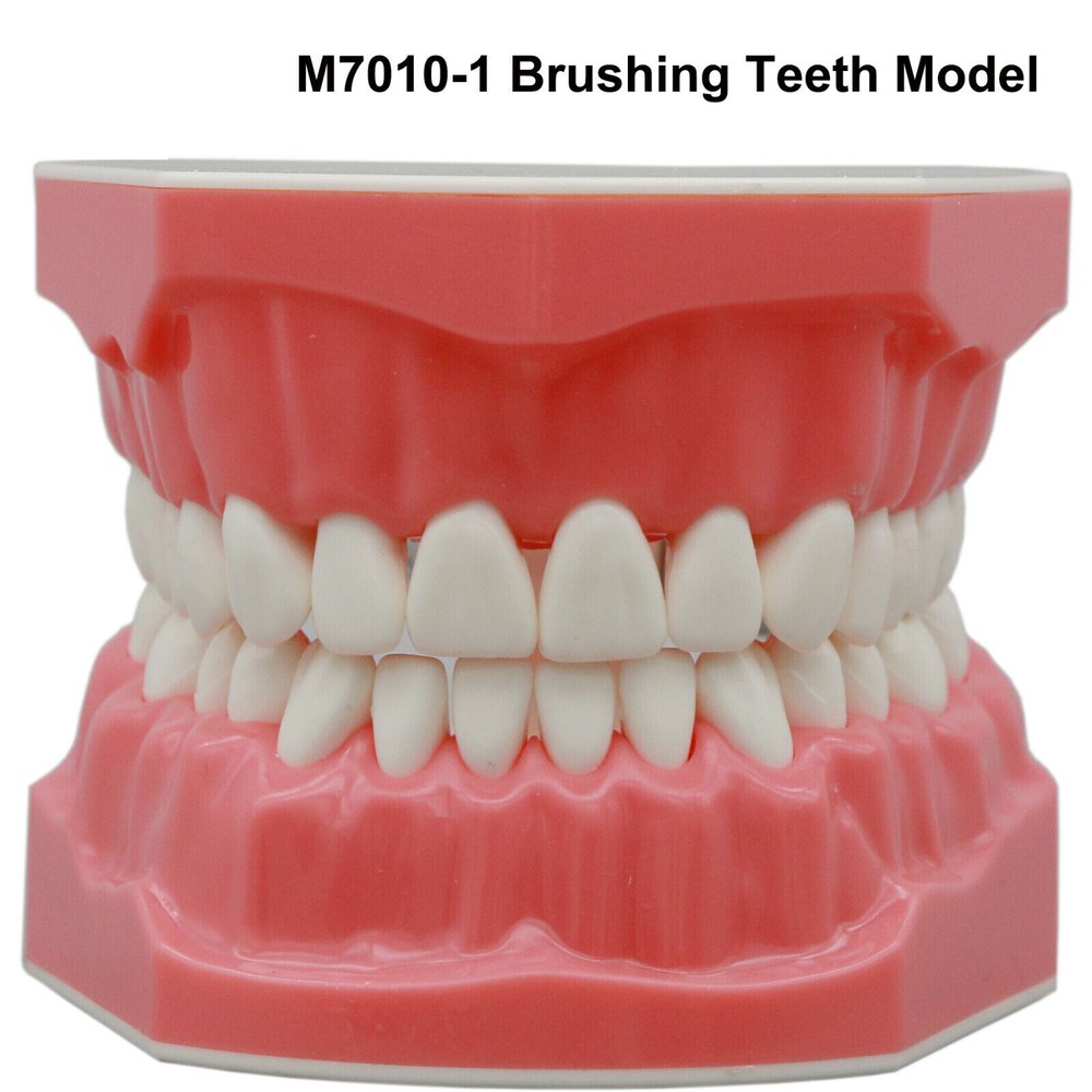 Dental Ortho Teeth Model Implants Practice Teaching Restortion Brushing Model