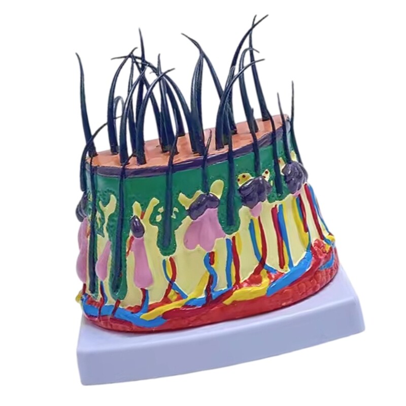 Scalp Structure Model 50X Scalp Anatomical Model for Science Classroom Learning