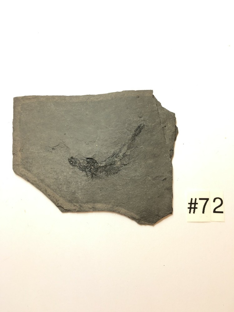 FOSSIL FISH CLUPEA