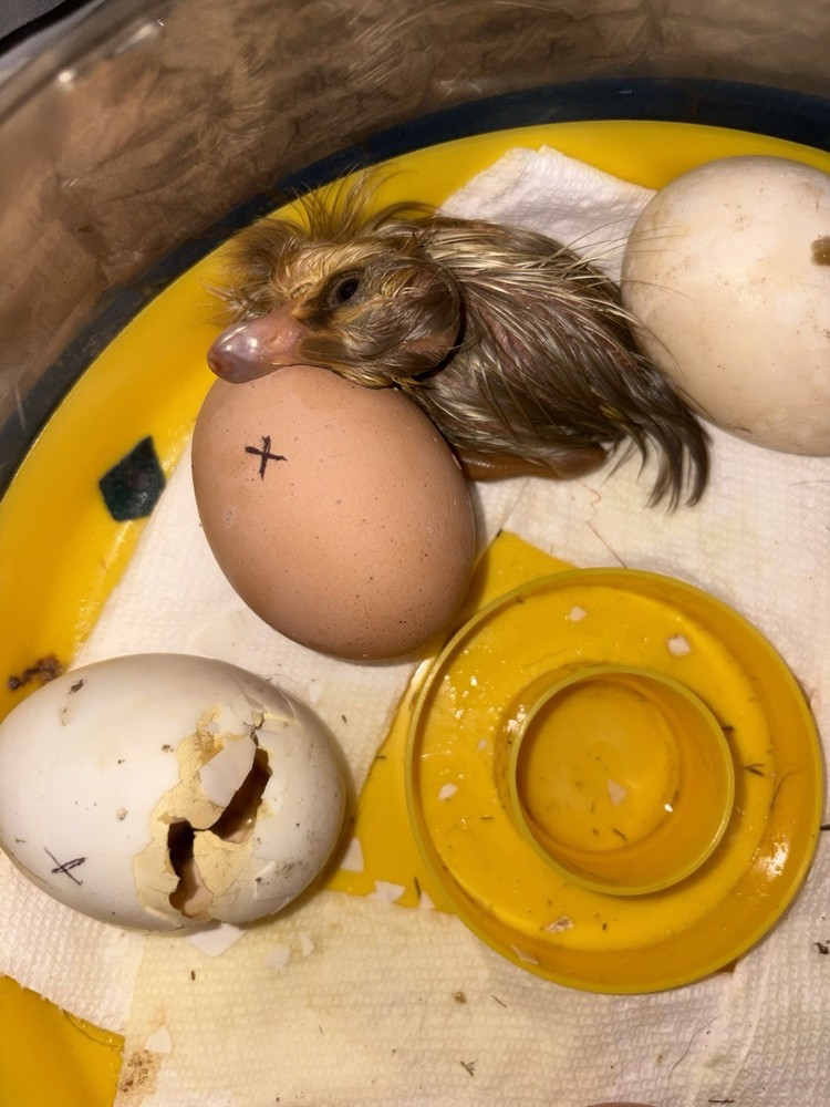 12+ Rouen x buff duck hatching eggs!