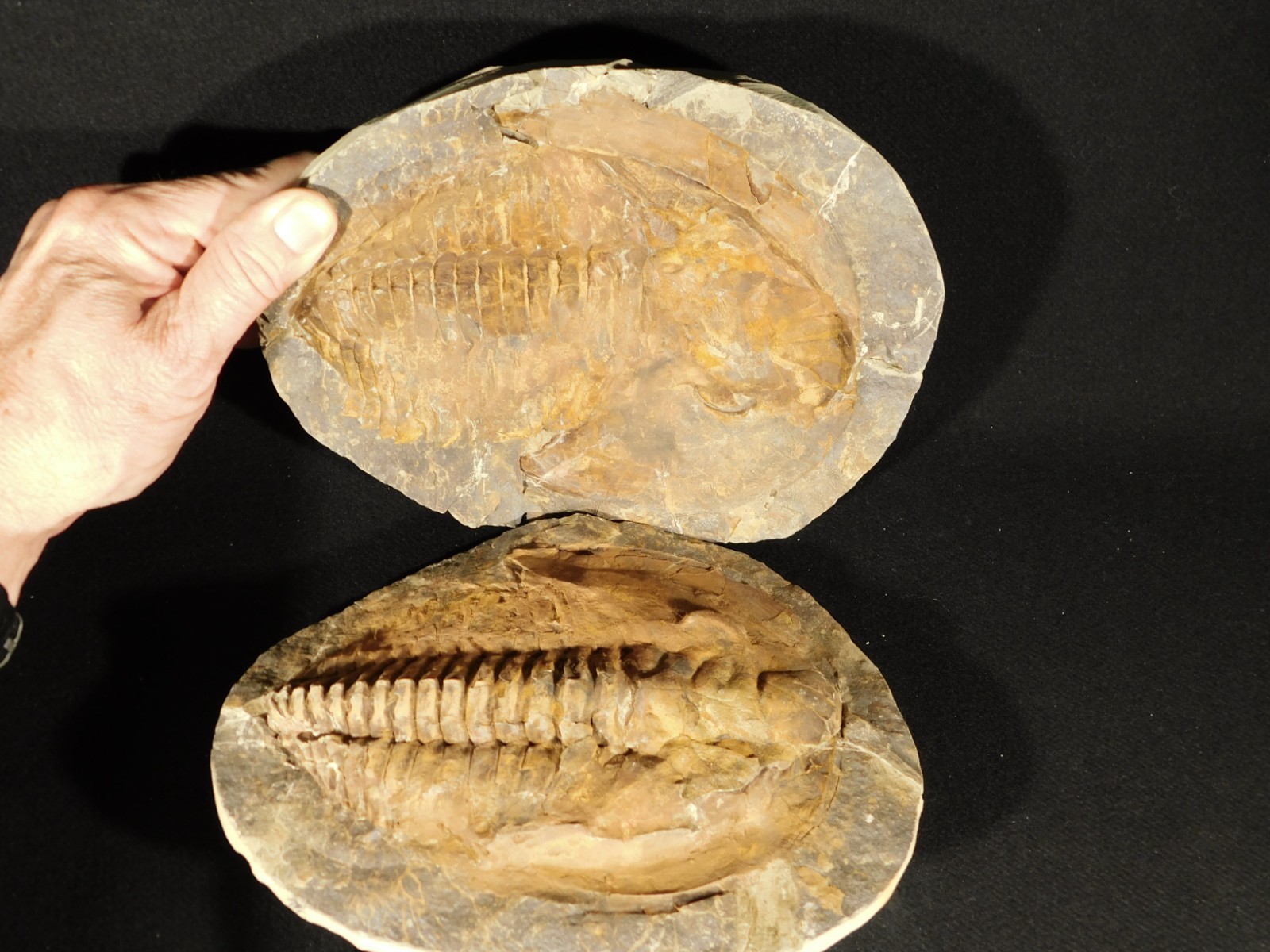 HUGE! 530 Million Year OLD! Andalusiana Trilobite Fossil Anif Morocco 3933gr