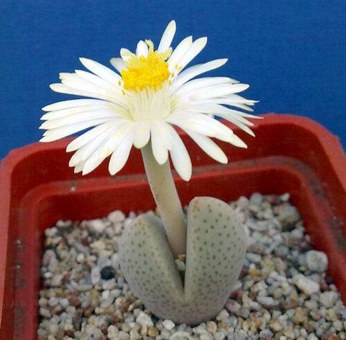 Dinteranthus microspermus White fl 90 % seeds 1000 pcs