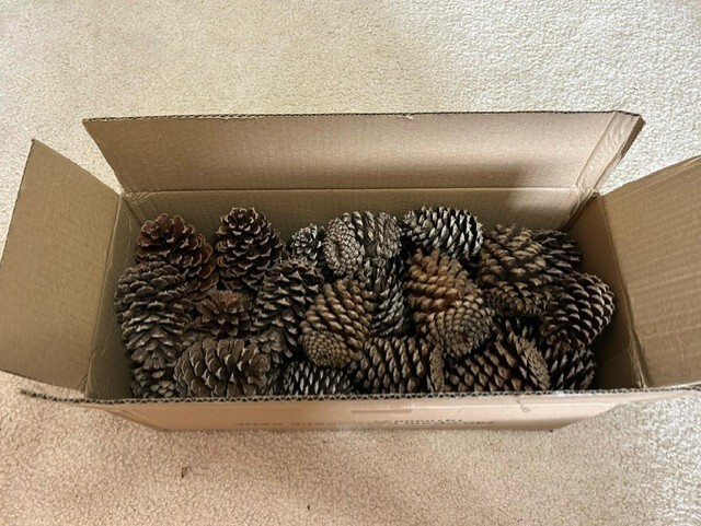36 Pinecones Medium Sized Crafts Party Taxidermy