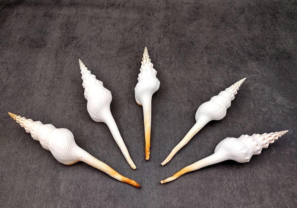 Du Petits Spindle Seashell White (1 shell approx. 5+ inches) Shell for crafts!