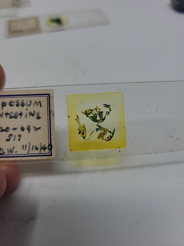 Vintage Microscope Slide 1940