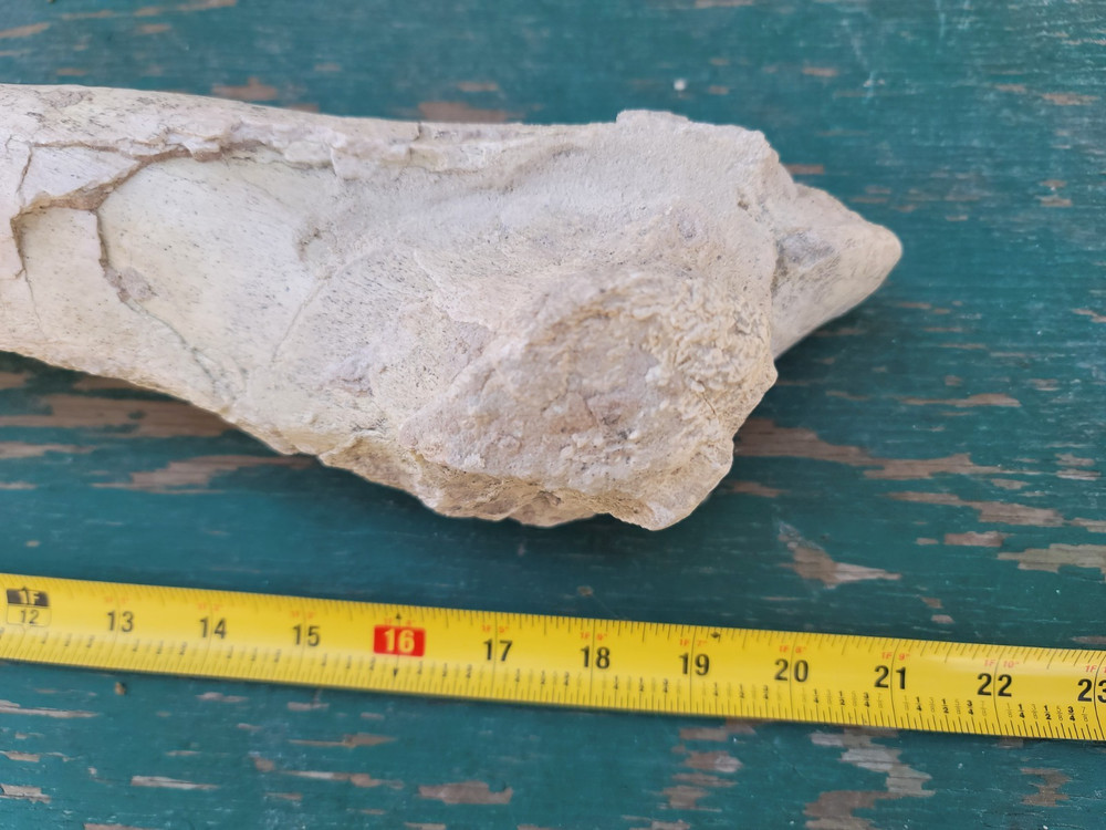 Titanothere Brontothere matched Radius and Ulna large leg bones complete example