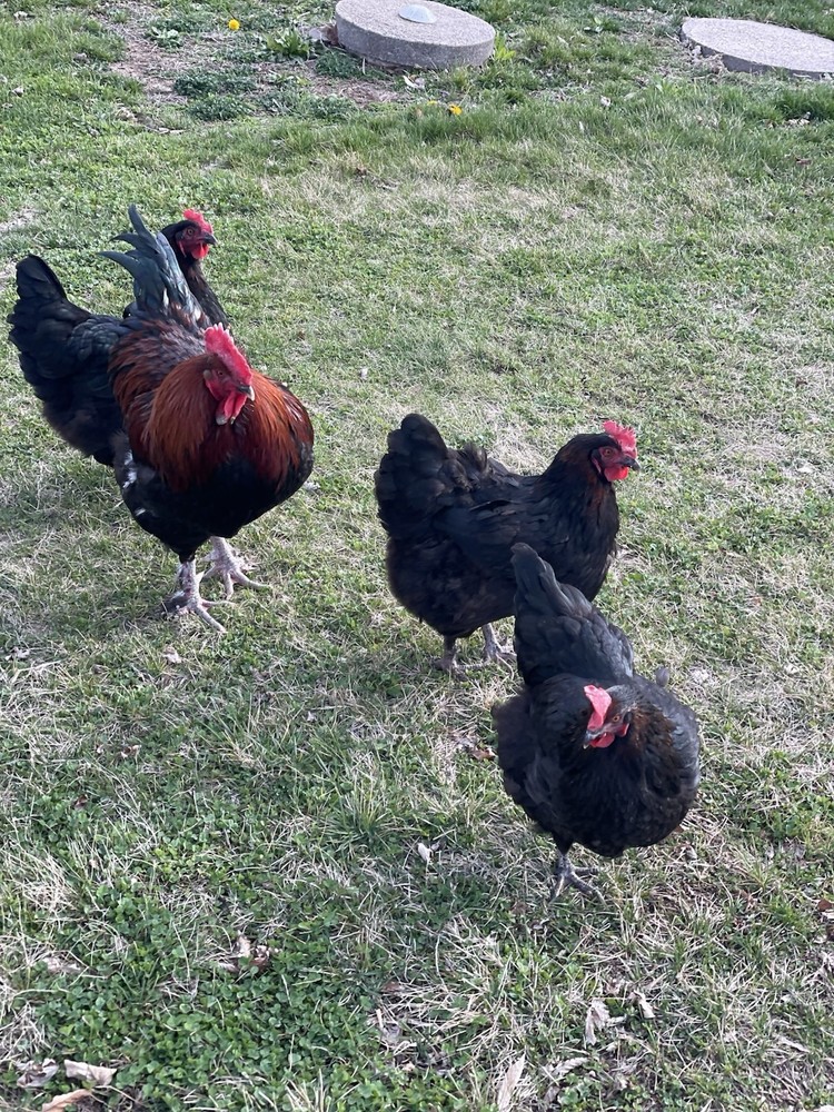 6 Black copper Marans hatching eggs