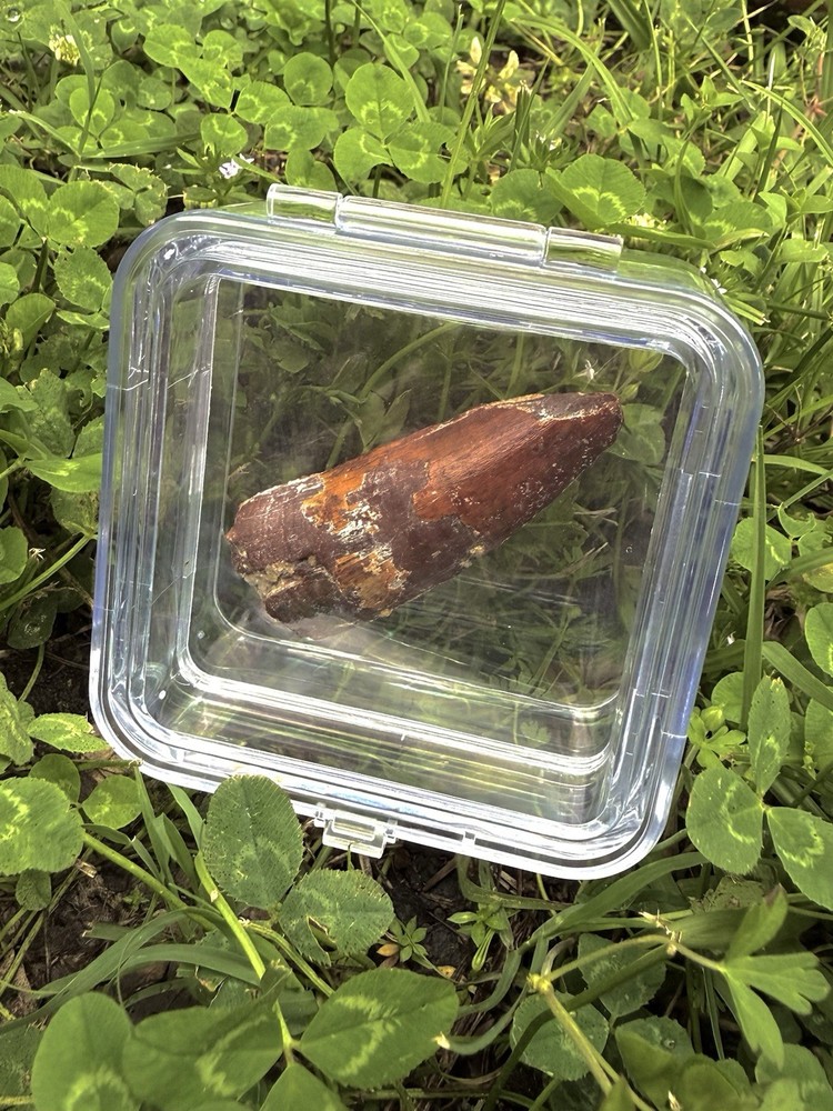 2.5” Spinosaurus Tooth