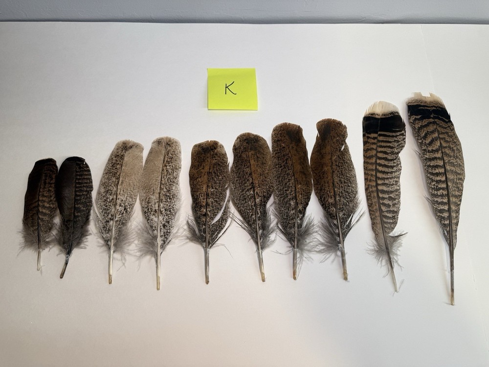 10 Assorted Turkey Wing Feathers 8 - 12 + Inches (K)