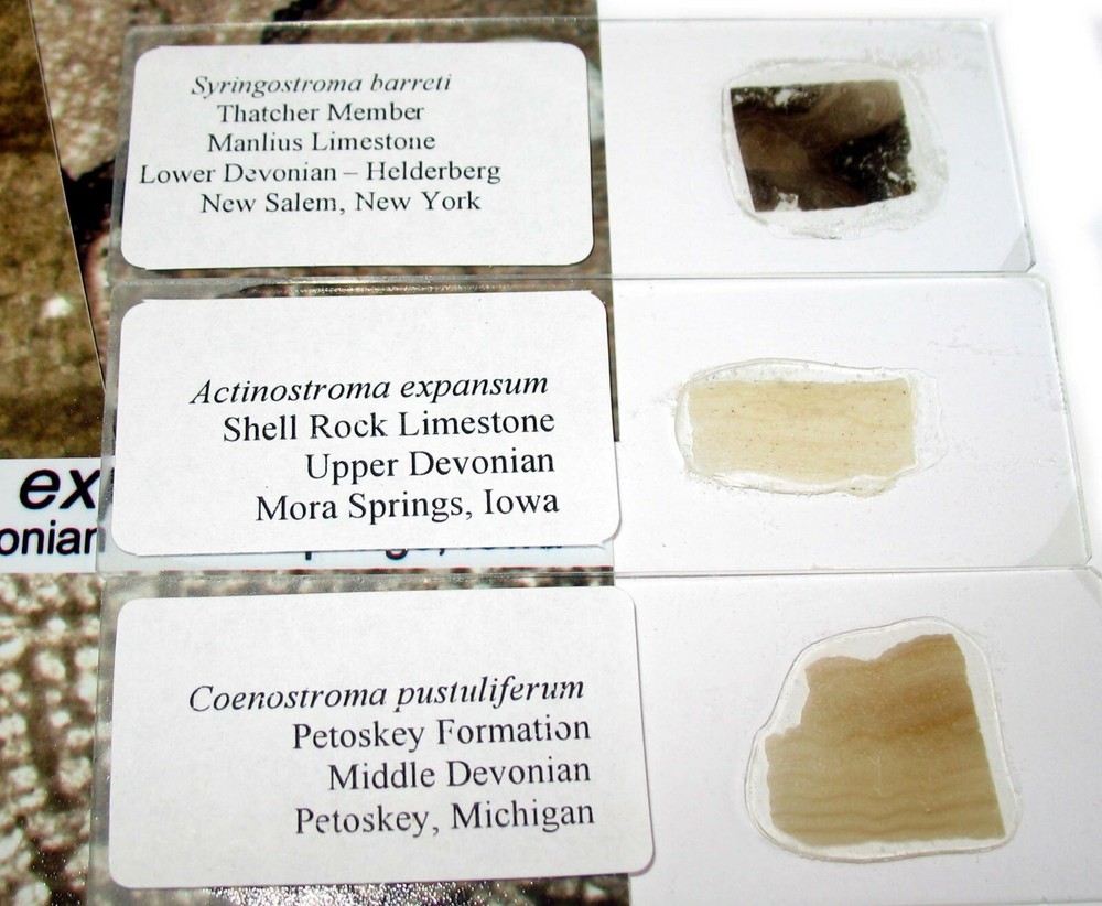 Ordovician Devonian stromatopora stromatoporoid microscope thin sections 5 types