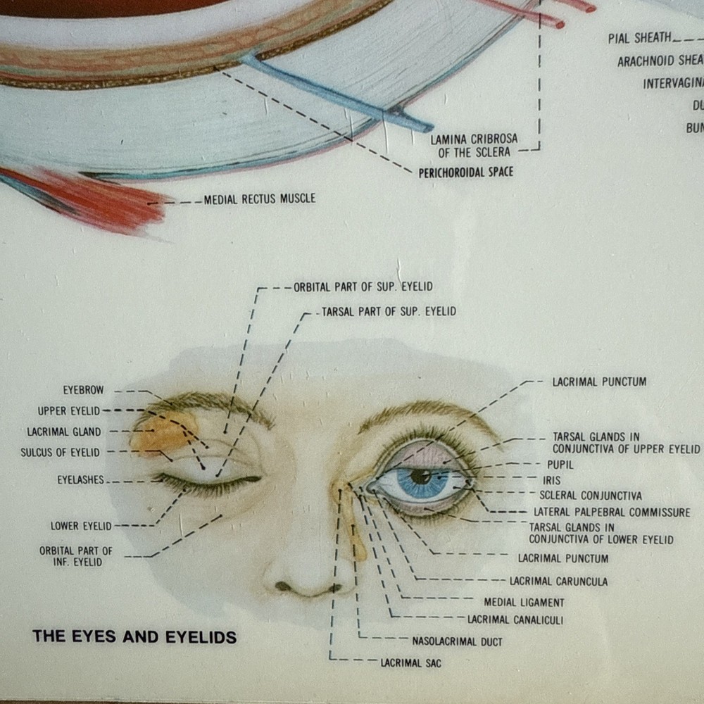 Eye Anatomical Chart Clipboard Human Anatomy