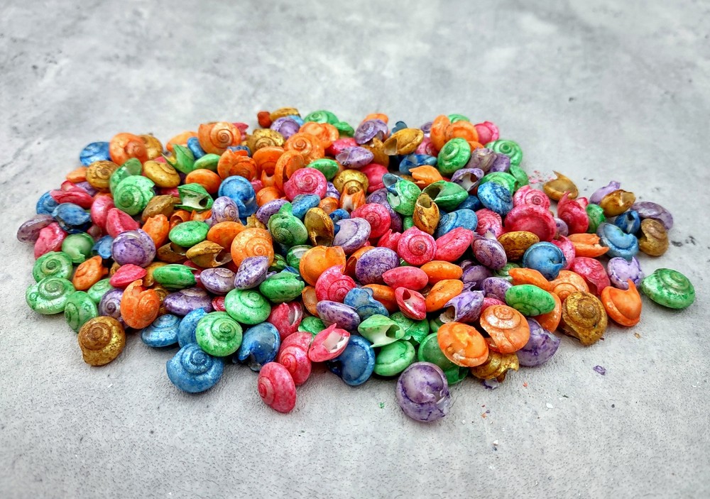 Rainbow Umbonium Shells Dyed Shells (approx. half cup 210+ shells 0.125+ inches)
