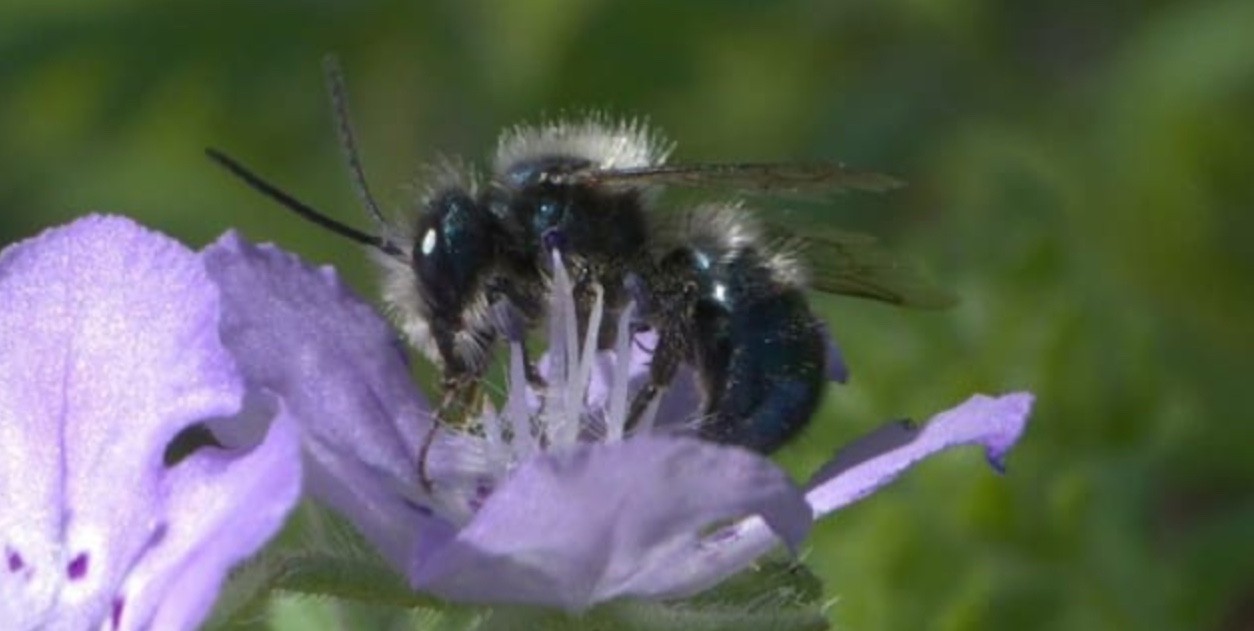 Mason Bees Cocoons  25 FREE Mason Bee Attractant