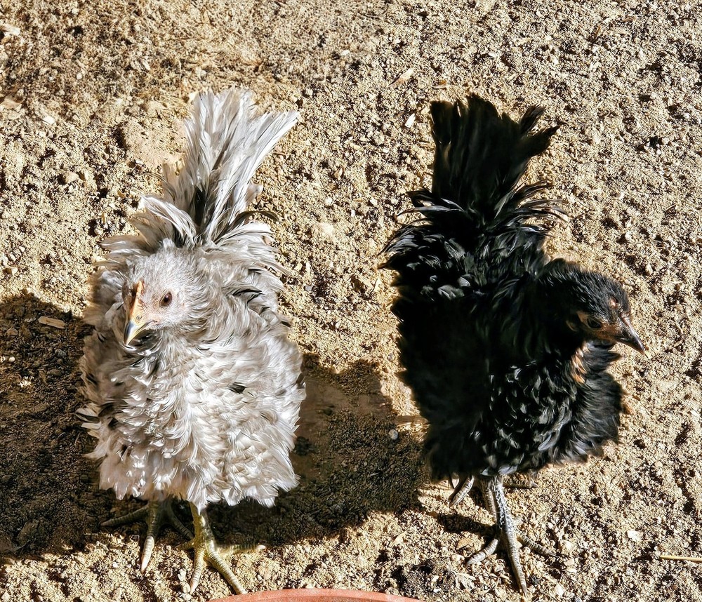 Kikiriki/Serama Mixed Hatching Eggs 12++