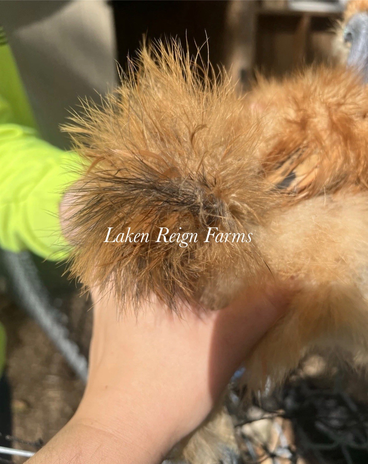 5+1 Silkie Calico Splash/Calico Paint Project Pen Hatching Eggs NPIP/AI