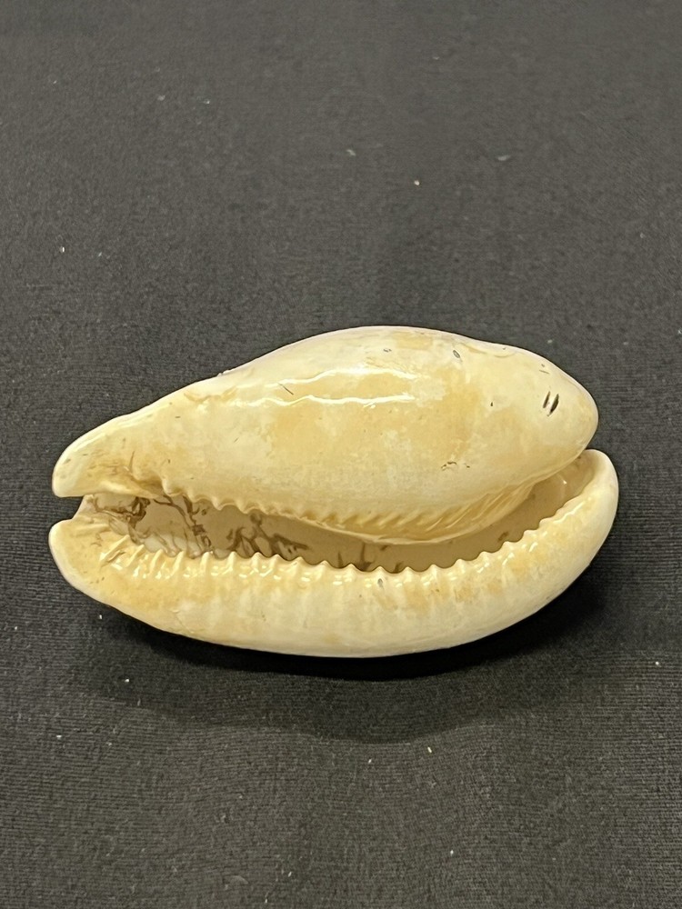 EXTINCT Fossilized COWRIE Shell From Central Florida - Pliocene Era.