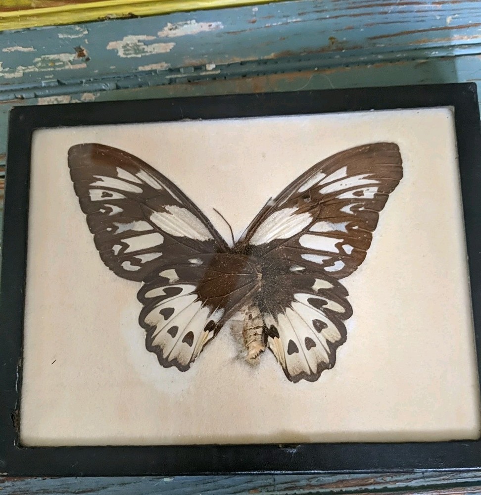 Vintage Real Butterfly,Or Moth Specimen, Framed,
